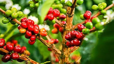 Giá cà phê hôm nay 18/6/2025: Arabica giảm sâu