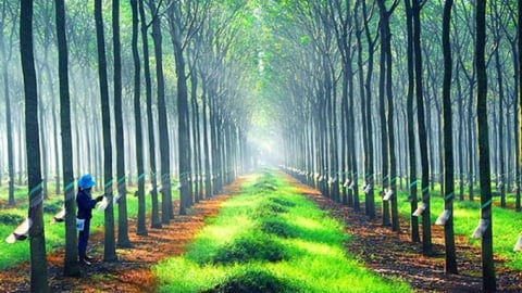 Giá cao su hôm nay 6/5/2025: Thị trường ít biến động