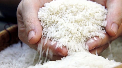 Giá lúa gạo hôm nay 1/5/2025: Đồng loạt đi ngang