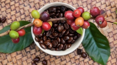 Giá cà phê hôm nay 8/9/2025: Chỉ còn giữ ở ngưỡng 113.000 đ/kg
