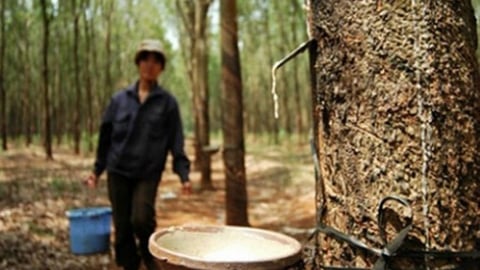 Giá cao su hôm nay 3/9/2025: Châu Á bật tăng trở lại