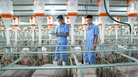 The 15 farms of BAF meet the global standard of Global S.L.P.