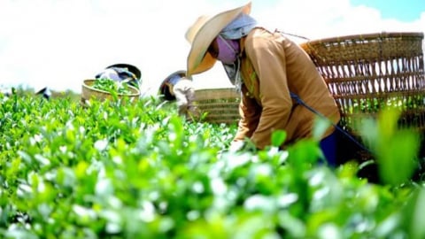 Chè tăng tốc vào thị trường Hoa Kỳ