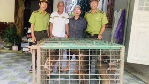 Một người dân cùng lúc bàn giao 3 cá thể khỉ mặt đỏ quý hiếm