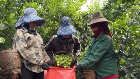 Rộn ràng vào vụ thu hoạch mận tam hoa