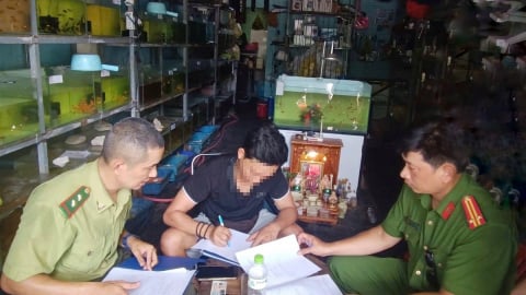 Huế quyết liệt xử phạt mua bán chim hoang dã