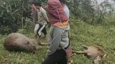 Sét đánh chết đàn trâu 4 con, một hộ dân thiệt hại nặng