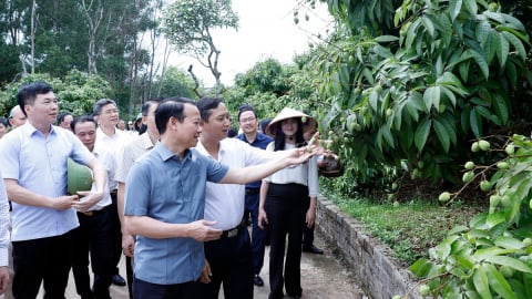 Vải thiều Bắc Giang vào vụ: Bộ trưởng mong 'bứt phá' xuất khẩu