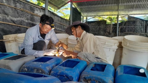 Độc đáo sản phẩm 'Cua lột Xứ Dừa'