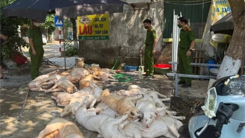 Phát hiện hơn 1 tấn thịt lợn không rõ nguồn gốc ở Vĩnh Phúc