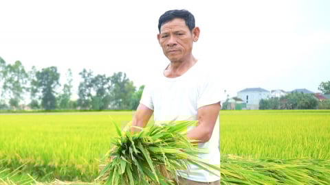 Khoảng 2.500ha lúa đông xuân không kết hạt