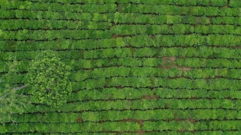 Nâng giá trị cây ăn quả trên đất dốc: Bảo vệ đất là bảo vệ cây