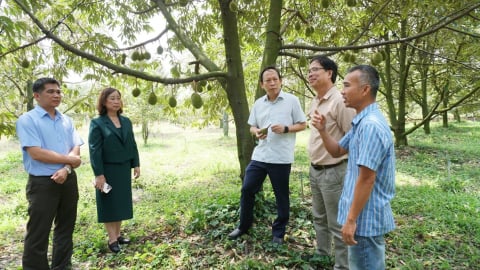 Để sầu riêng xuất khẩu vượt 'hàng rào xanh': Cầm vàng đừng để vàng rơi!