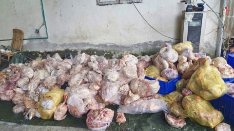 Tiêu huỷ gần 4 tấn gà đông lạnh bốc mùi