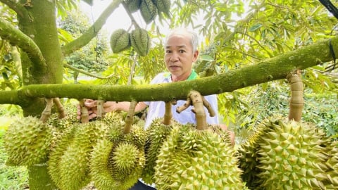 829 mã vùng trồng, 131 mã đóng gói sầu riêng được Trung Quốc chấp thuận