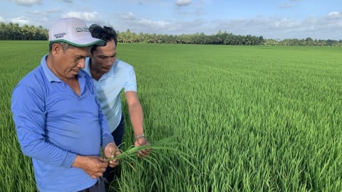 Vĩnh Long hạ mức hỗ trợ sản xuất lúa thích ứng biến đổi khí hậu