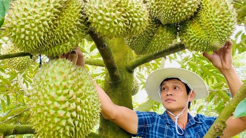 Thủ tướng chỉ đạo quản lý chặt diện tích, mã số vùng trồng sầu riêng