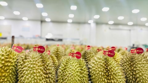 Sầu riêng - thay đổi nhận thức để hết 'sầu Trung'