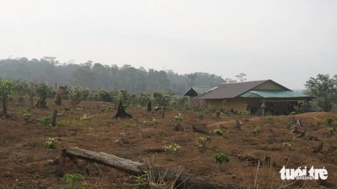 Một Phó Giám đốc công ty lâm nghiệp bị đánh gãy xương sườn