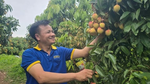 Tân Yên chủ động các giải pháp cho mùa thu hoạch vải