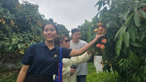 Bắc Giang: Đánh thức tiềm năng du lịch từ những trái vải thiều xuất khẩu