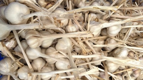 Tỏi Sanuki bén duyên rẻo cao Kỳ Sơn