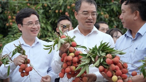Doanh nghiệp đẩy mạnh tiêu thụ vải thiều Thanh Hà ra thị trường quốc tế