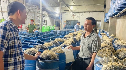 Khởi tố nhóm đối tượng sản xuất 350 tấn giá đỗ 'tẩm' hóa chất độc hại