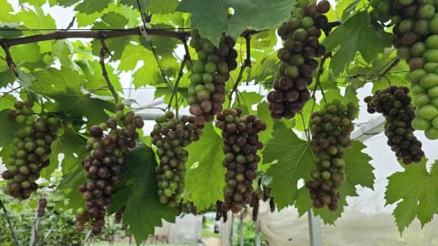 Nhiều loại cây trồng 'hái ra tiền' ở Tân Yên