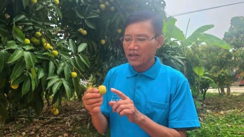 Bảo vệ thương hiệu vải thiều Lục Ngạn