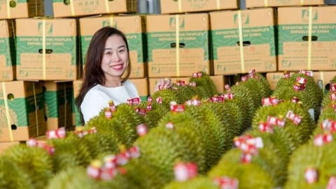 Mã số vùng trồng sầu riêng đạt 70% diện tích mới mong minh bạch