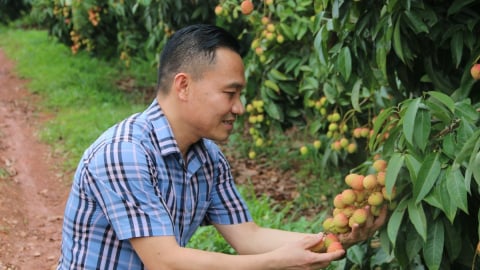 Phát triển kinh tế nhờ trồng vải thiều