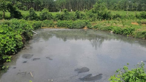 Sở Nông nghiệp và Môi trường Thanh Hóa vào cuộc vụ trại lợn xả thải