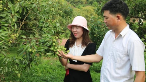 [Bài 1] Những vùng trồng vải được cấp ‘hộ chiếu xanh’