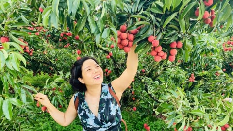 [Bài cuối] Để trái vải thiều thị xã Chũ vươn ra khắp thế giới