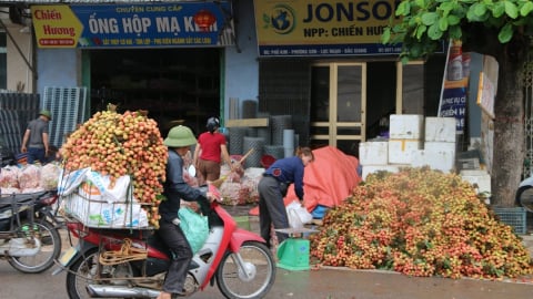Đảm bảo an ninh trật tự mùa thu hoạch vải thiều