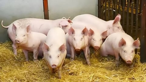 Giá heo hơi hôm nay 1/6/2025: Tuần này tăng tới 2.000 đồng