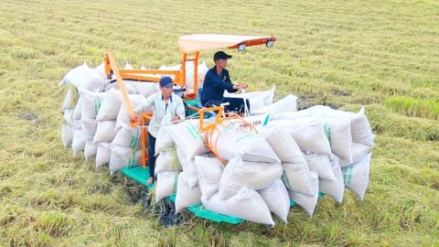 Giá lúa gạo hôm nay 1/6/2025: Biến động trái chiều