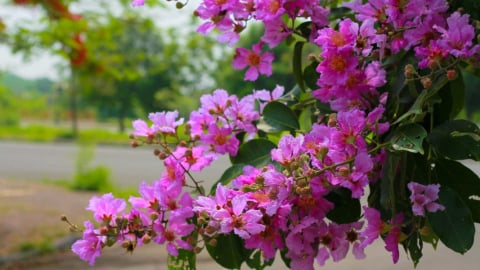 Sắc tím bằng lăng phủ kín góc phố Hà Nội
