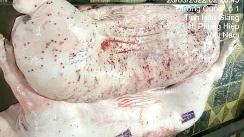 Đề nghị công an điều tra vụ nghi bán thịt lợn bệnh của C.P Việt Nam