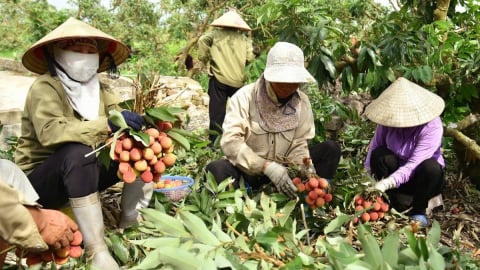 Vải chín sớm Phương Nam: Từ nỗi lo sau bão đến mùa quả ngọt