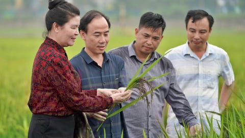 Khi màu lúa thì thầm điều lành cho sức khỏe