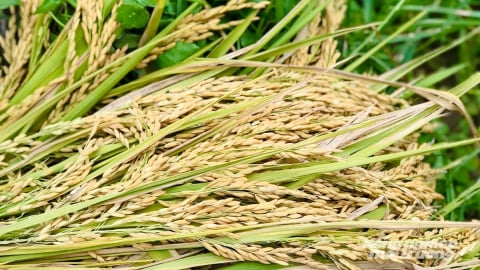 Giá lúa gạo hôm nay 10/6/2025: Không có biến động mới
