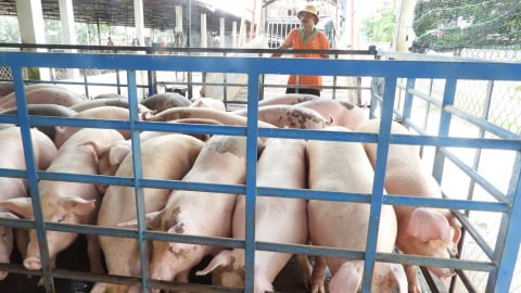 [Bài 2] Trạm trung chuyển heo kiểm soát dịch bệnh