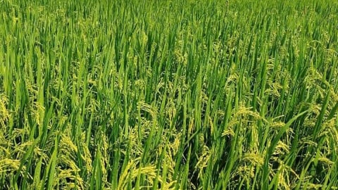 Giá lúa gạo hôm nay 12/6/2025: Giá gạo xuất khẩu giảm tới 5 USD