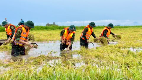 Hàng trăm cán bộ, chiến sĩ giúp dân gặt lúa ‘chạy lũ’