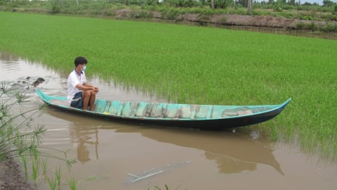 Cà Mau: Hơn 4.000 ha lúa hè thu bị ngập do mưa kéo dài