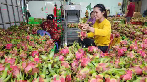 Export turnover of Binh Thuan dragon fruit increases by more than 20%