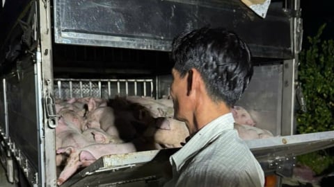 Heo không có giấy kiểm dịch dương tính với dịch tả heo châu Phi và PRRS