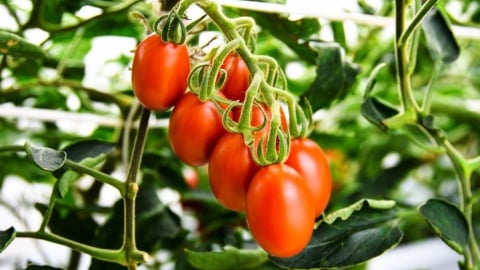 Một số sản phẩm chỉnh sửa gen trong nông nghiệp Nhật Bản